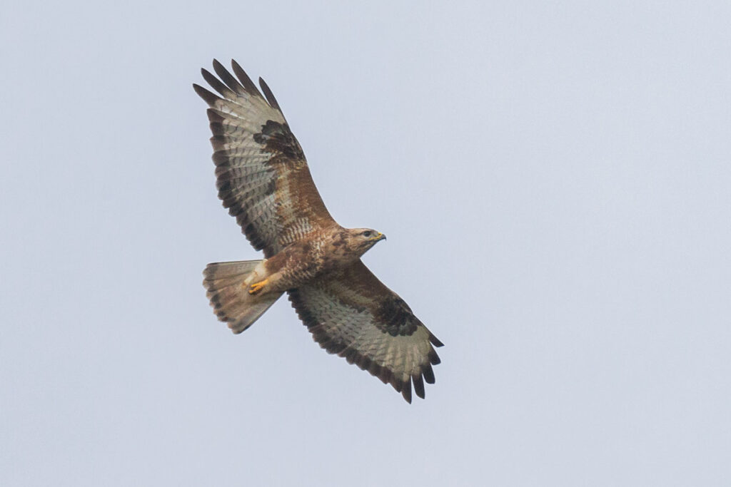 Common Buzzard