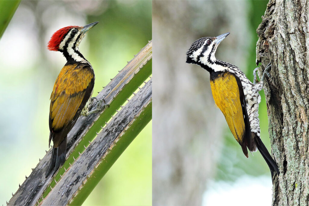 Common Flameback