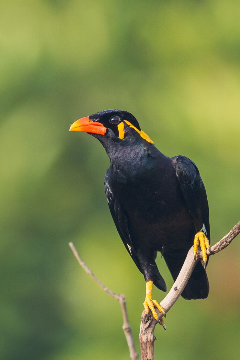 Common Hill Myna – Birds of Singapore