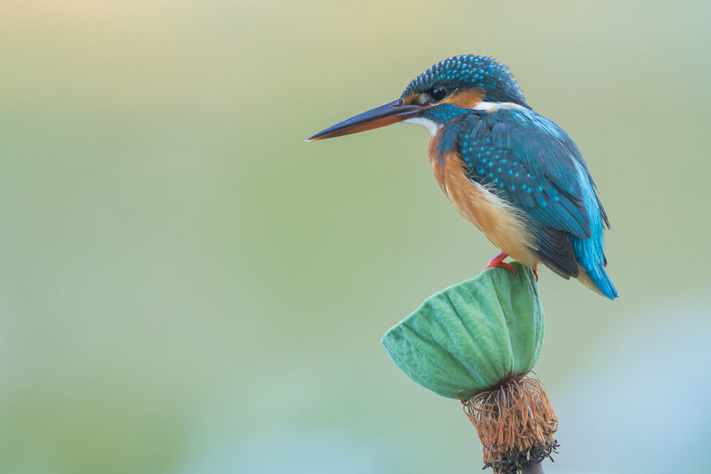 Common Kingfisher