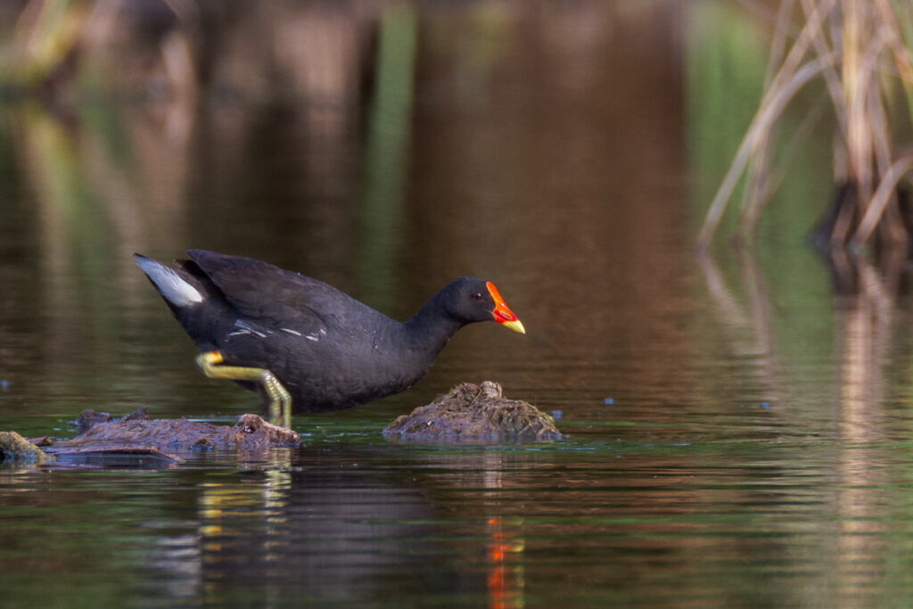 Common Moorhen