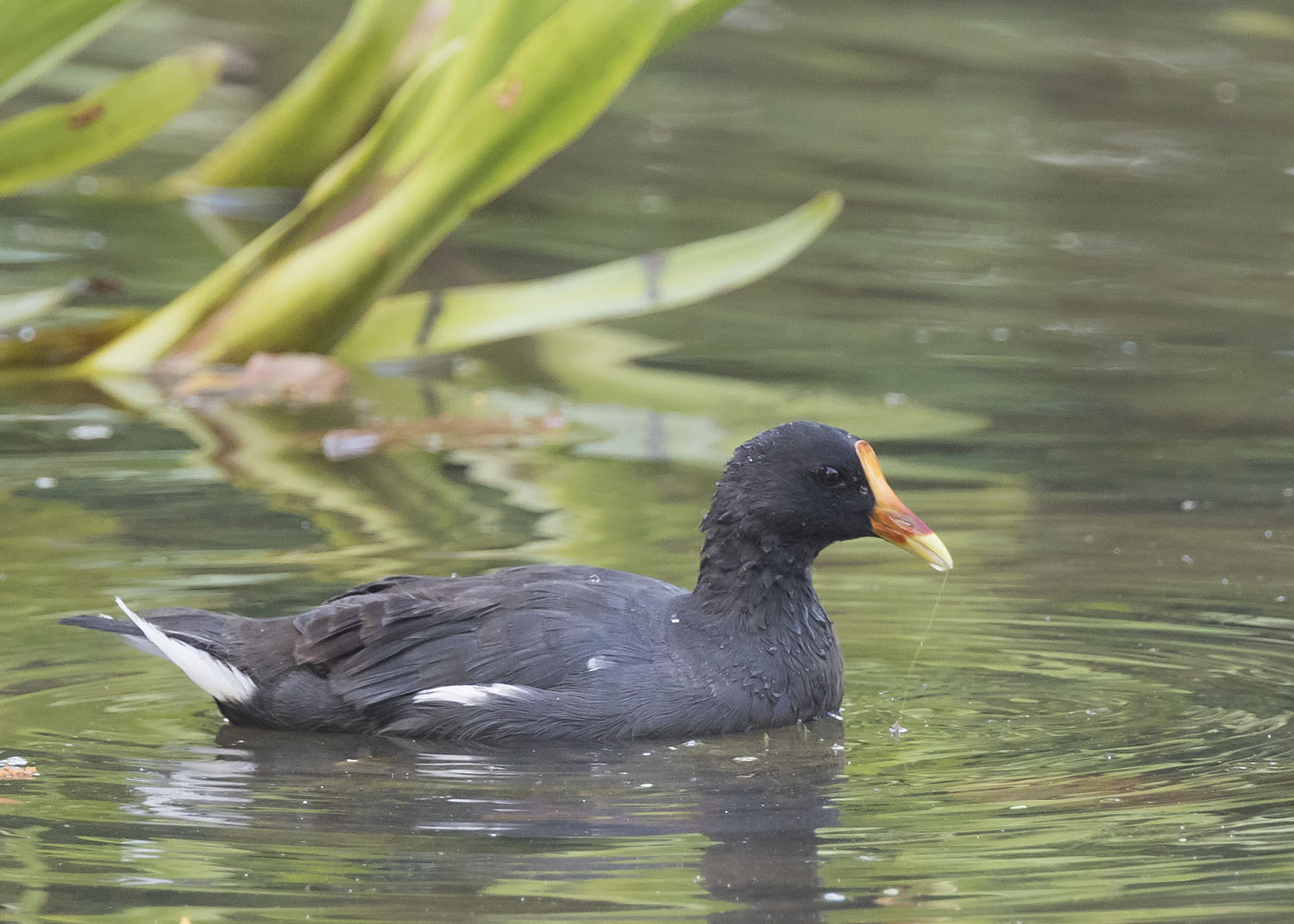 Common Moorhen – Birds of Singapore