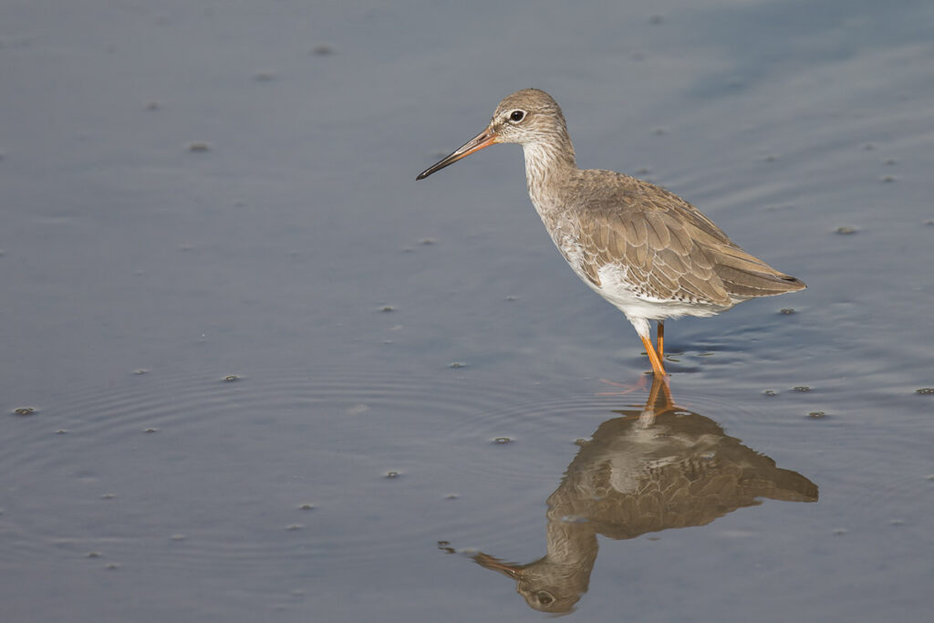 Common Redshank