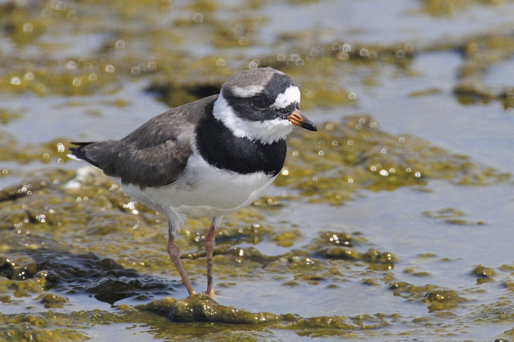 Common Ringed Plover