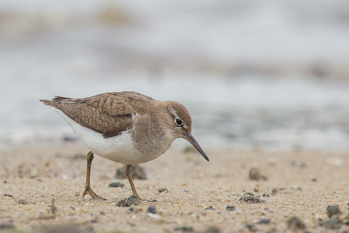 Common Sandpiper – Birds of Singapore