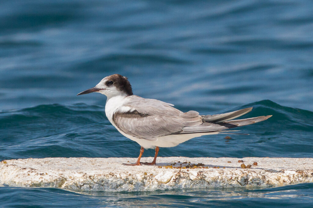 Common Tern