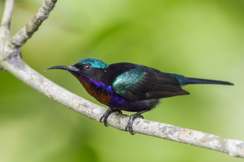 Copper-throated Sunbird