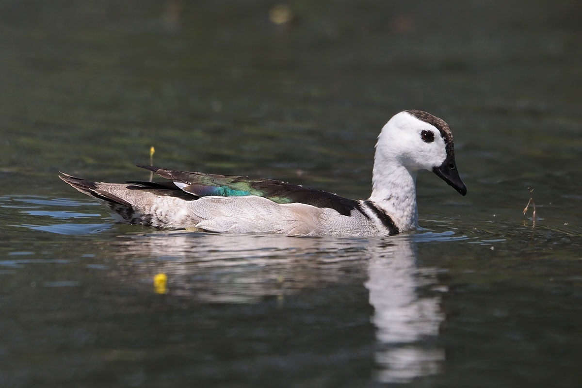 Cotton Pygmy Goose Birds of Singapore