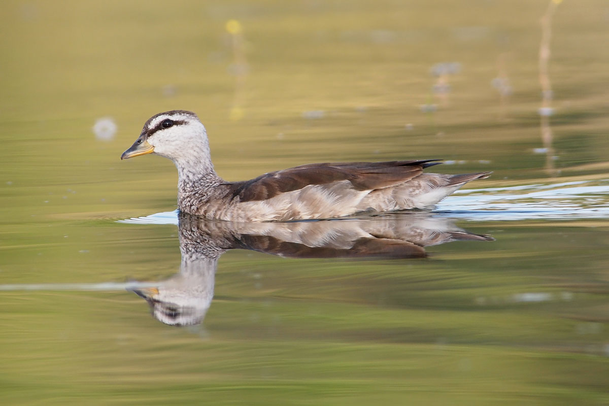 Cotton Pygmy Goose Birds of Singapore