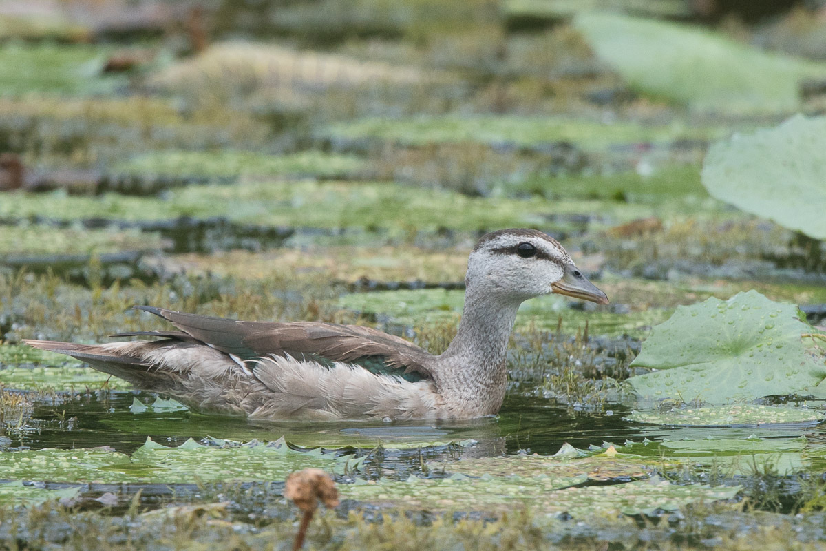 Cotton Pygmy Goose Birds of Singapore
