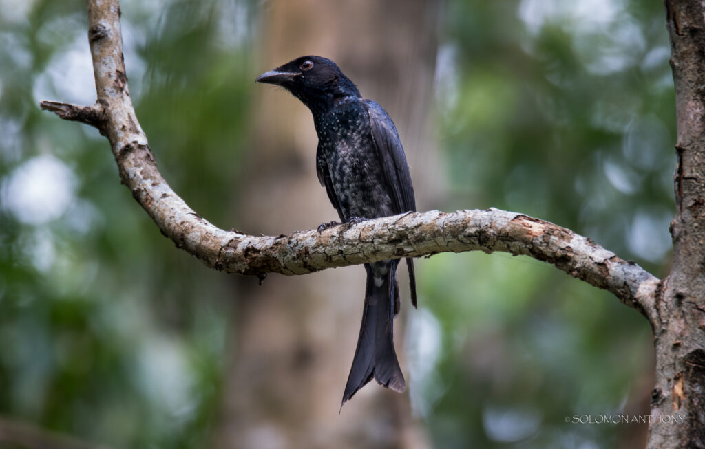 Crow-billed Drongo