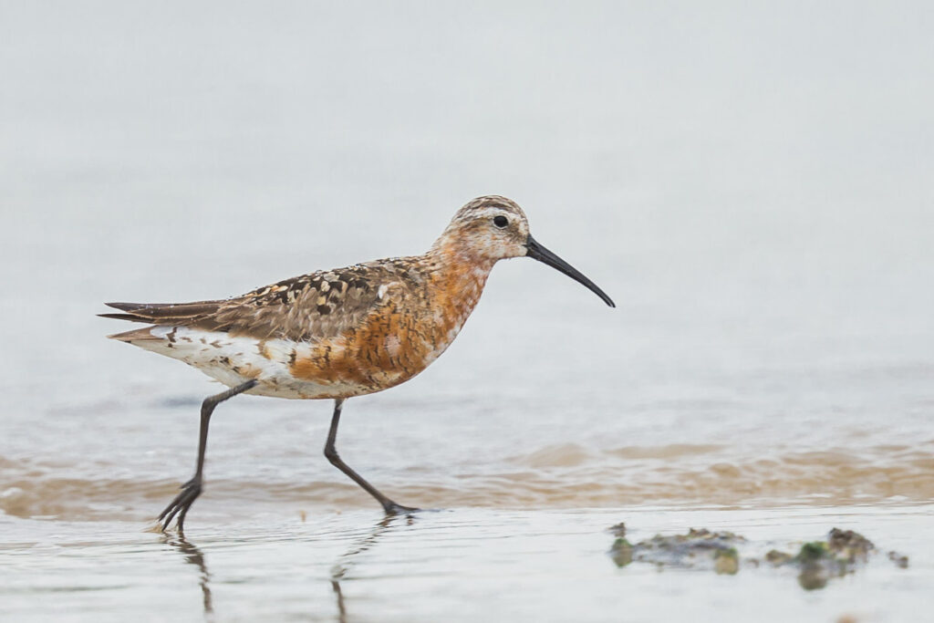 Curlew Sandpiper