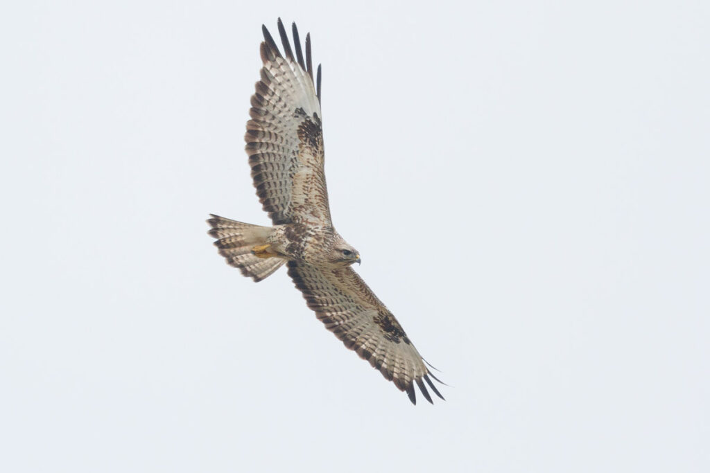 Eastern Buzzard
