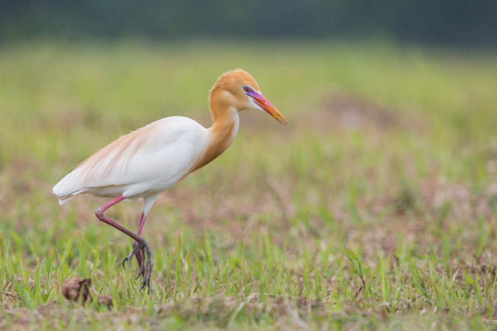 Eastern Cattle Egret