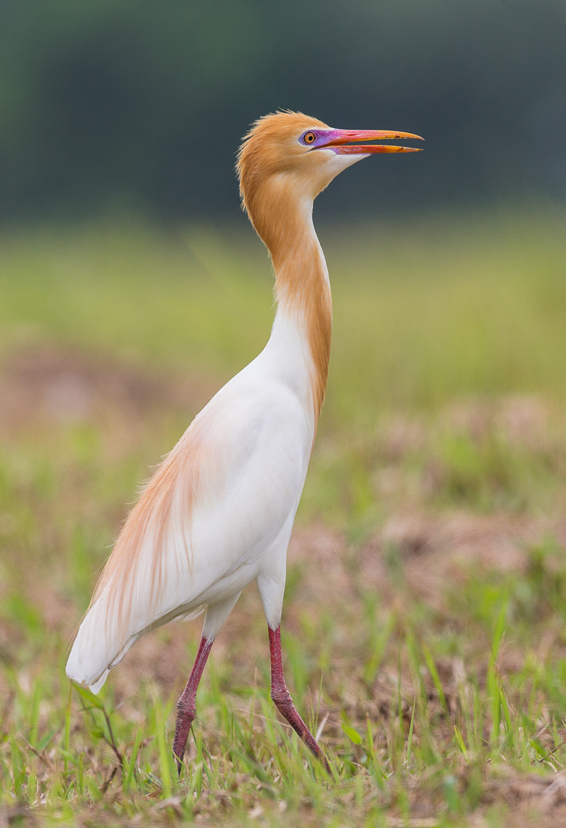 Eastern Cattle Egret Birds Of Singapore   Eastern Cattle Egret Fy1x8416 105eos1d 130314 