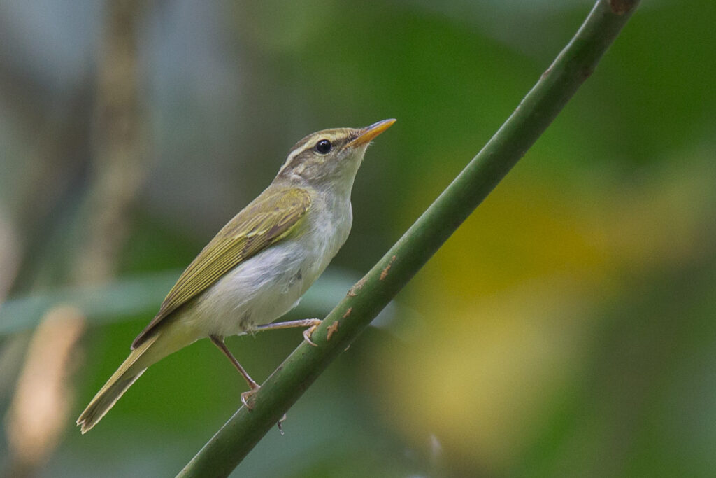 Eastern Crowned Warbler