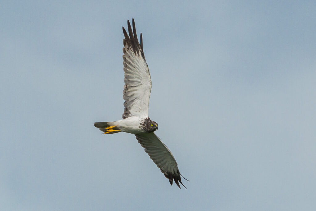Eastern Marsh Harrier