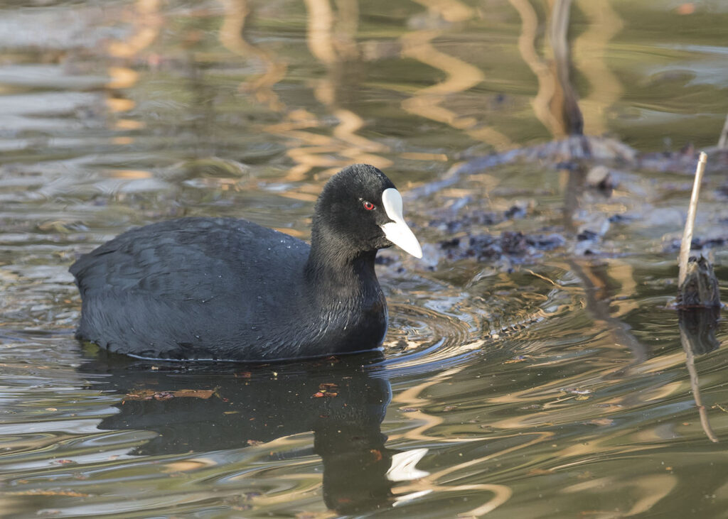 Eurasian Coot