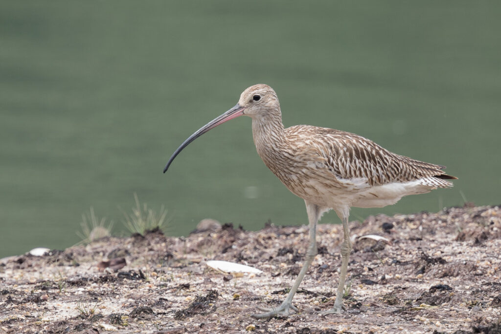 Eurasian Curlew