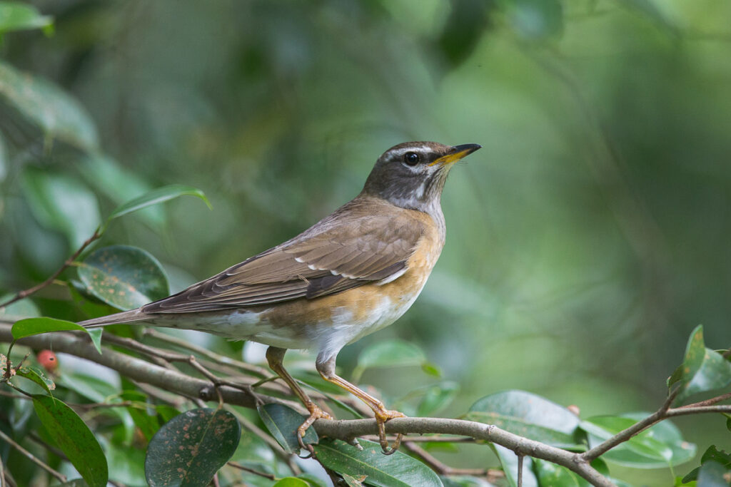 Eyebrowed Thrush