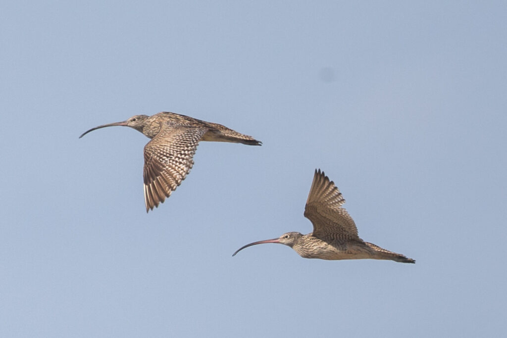 Far Eastern Curlew