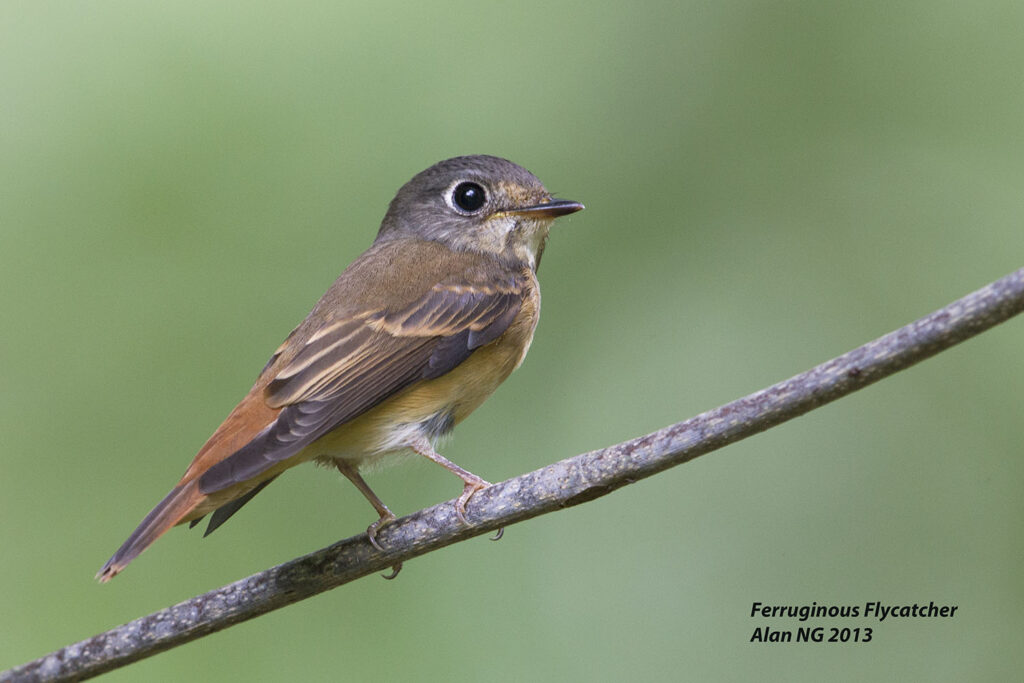Ferruginous Flycatcher