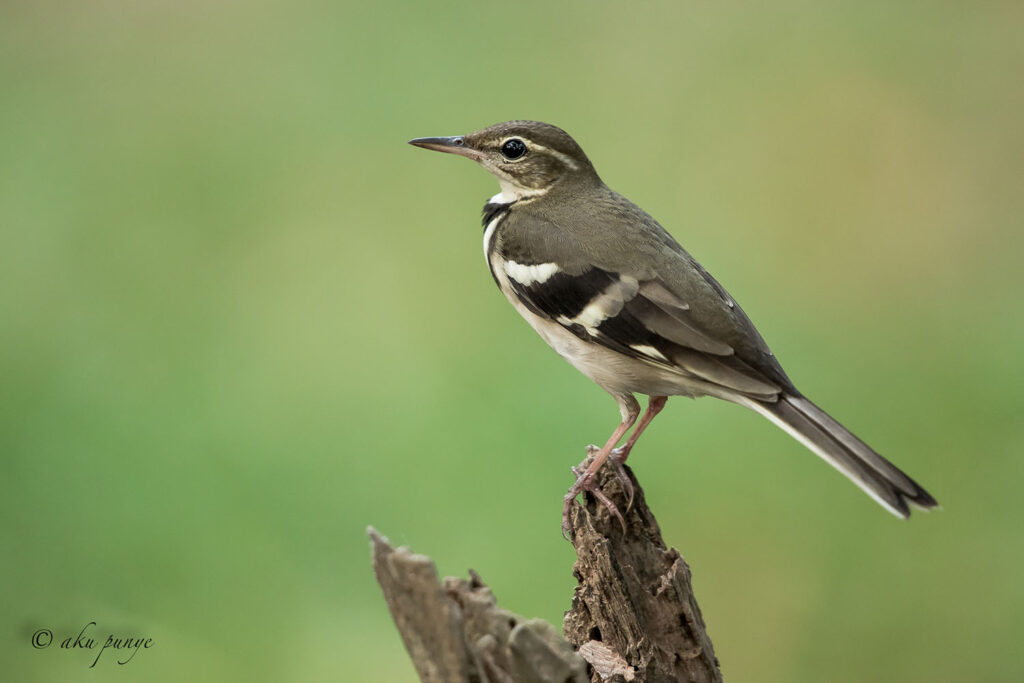 Forest Wagtail