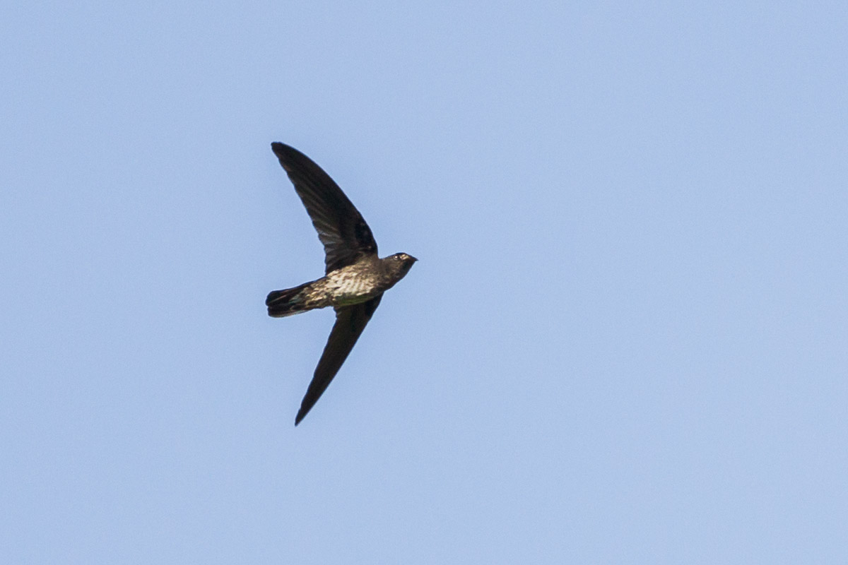 Glossy Swiftlet – Birds of Singapore