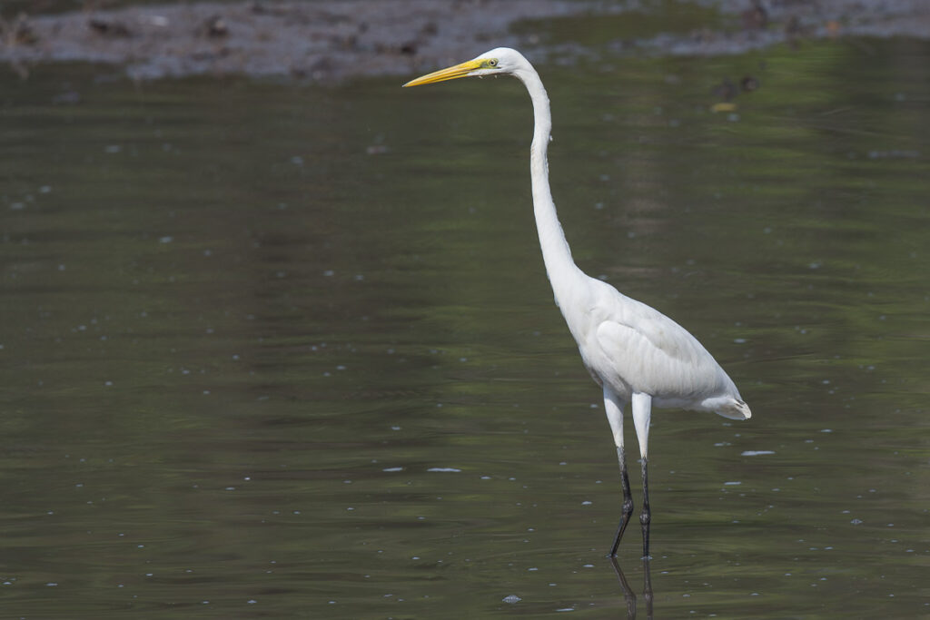 Great Egret