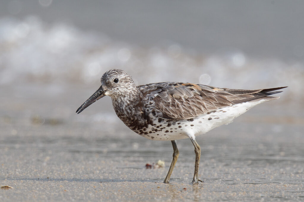 Great Knot
