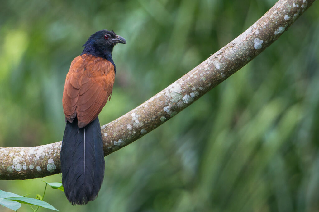 Greater Coucal