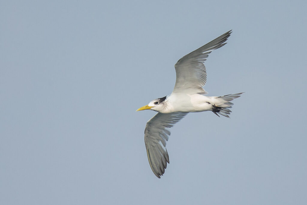 Greater Crested Tern
