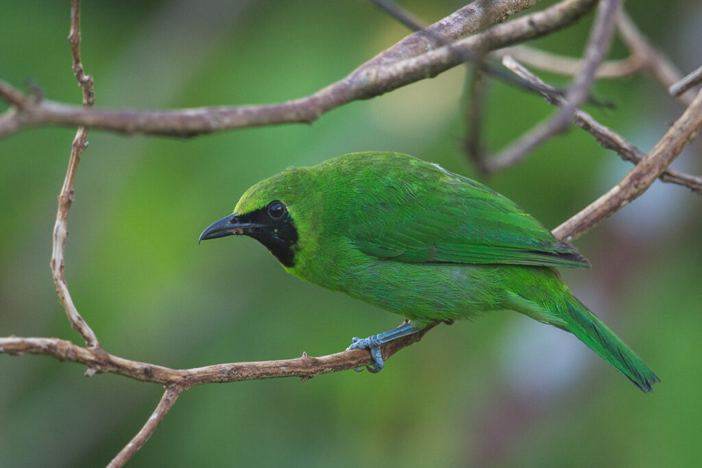 Greater Green Leafbird