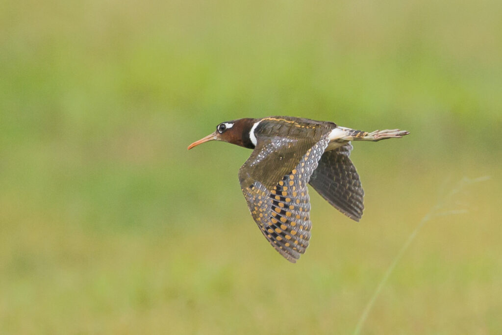 Greater Painted-snipe