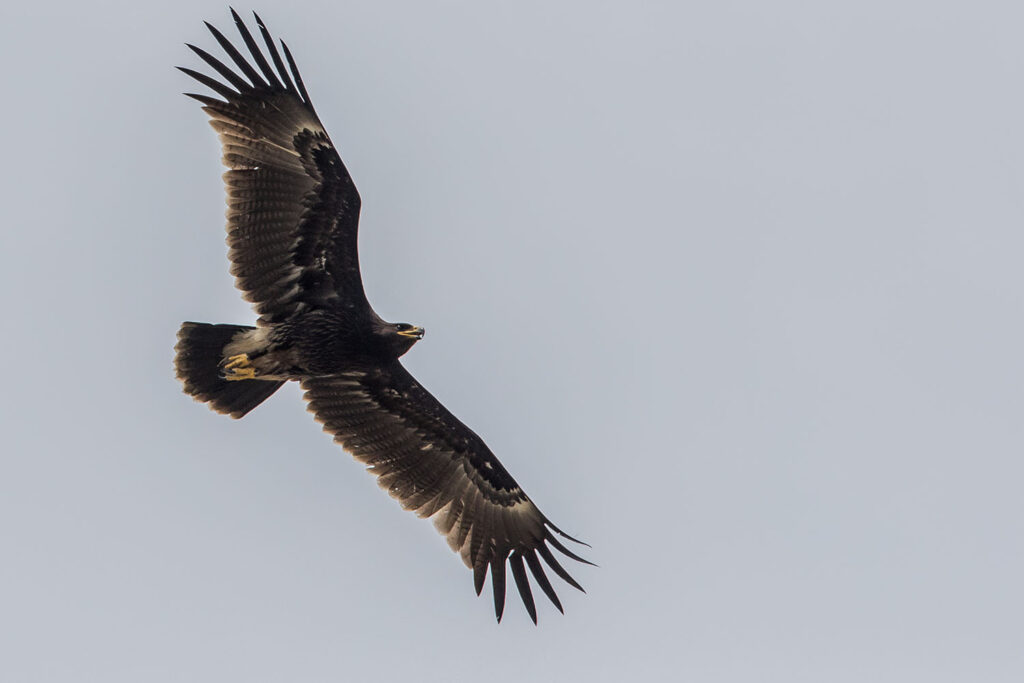 Greater Spotted Eagle