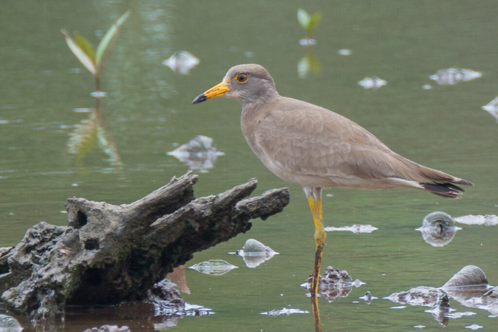 Grey-headed Lapwing