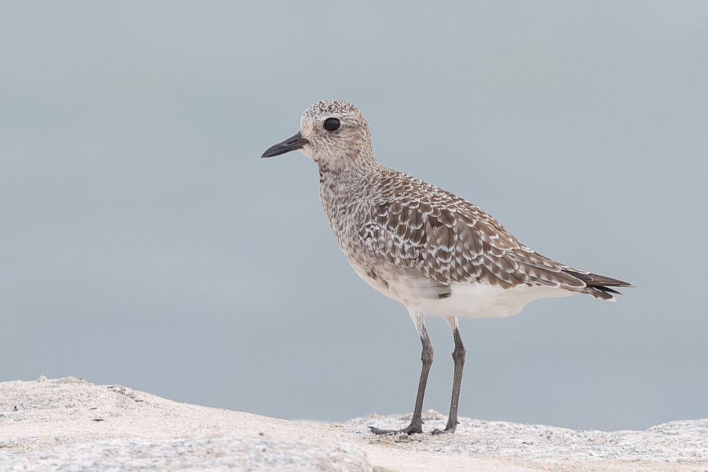 Grey Plover