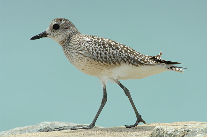 Grey Plover – Birds of Singapore