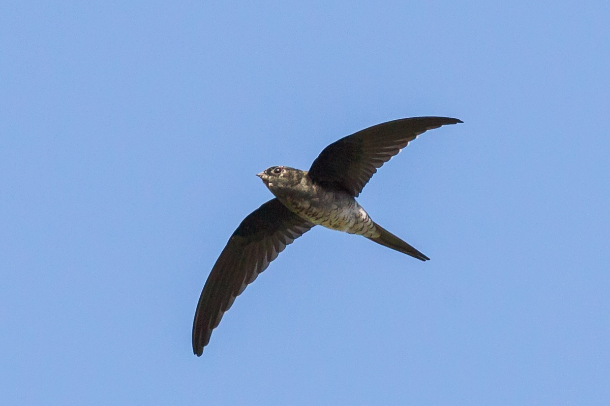 Grey-rumped Treeswift – Birds of Singapore