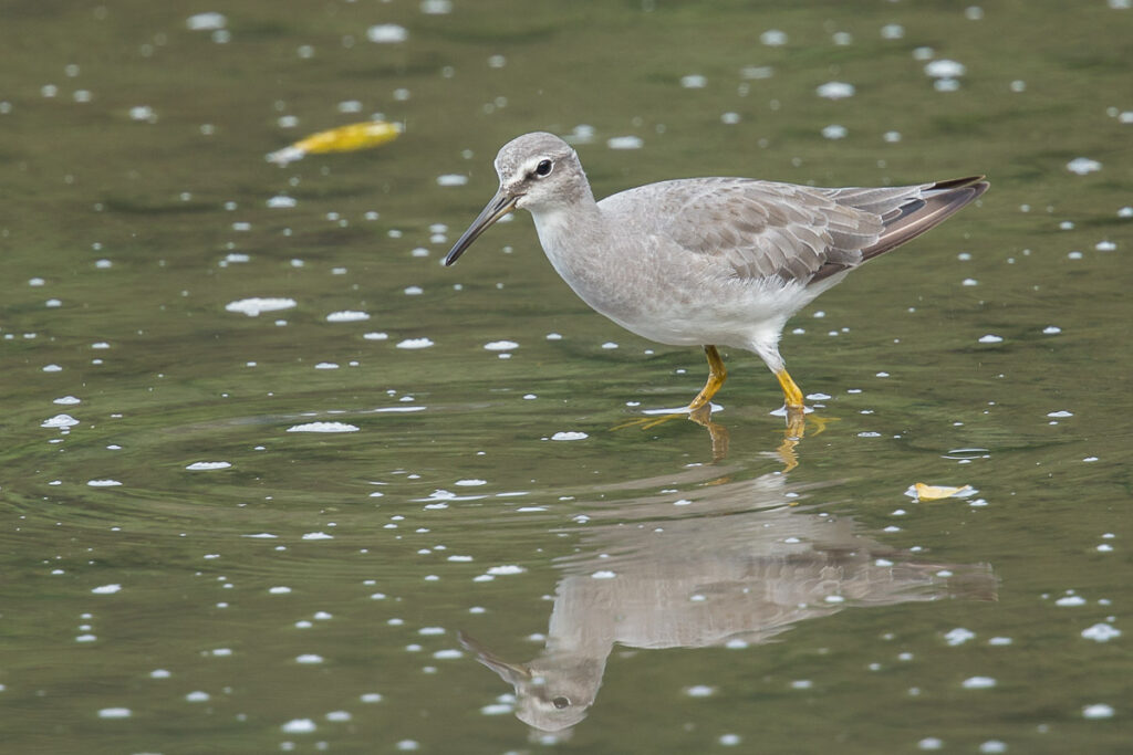 Grey-tailed Tattler