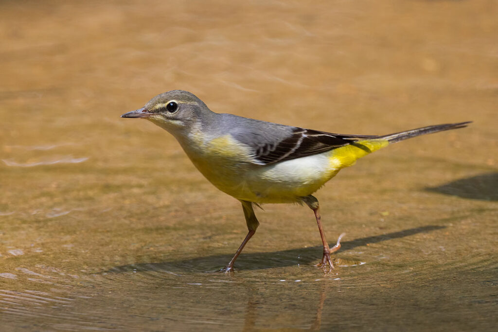 Grey Wagtail