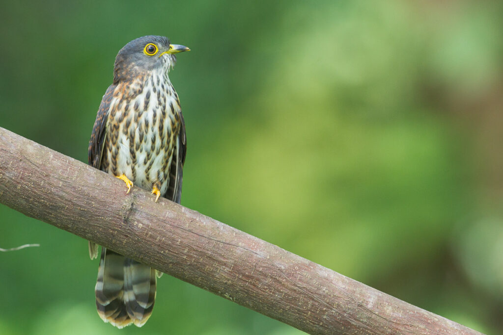 Hodgson’s Hawk-Cuckoo