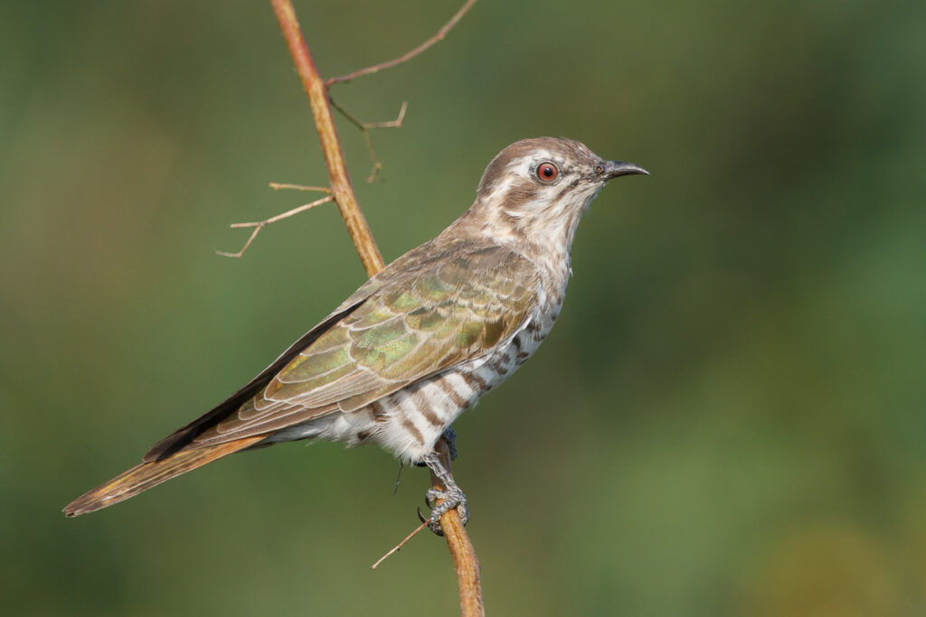 Horsfield’s Bronze Cuckoo