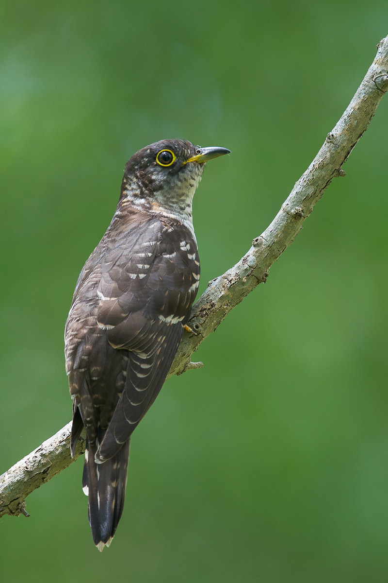Indian Cuckoo Birds of Singapore