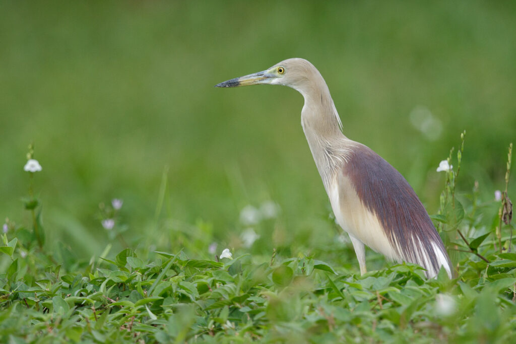 Indian Pond Heron