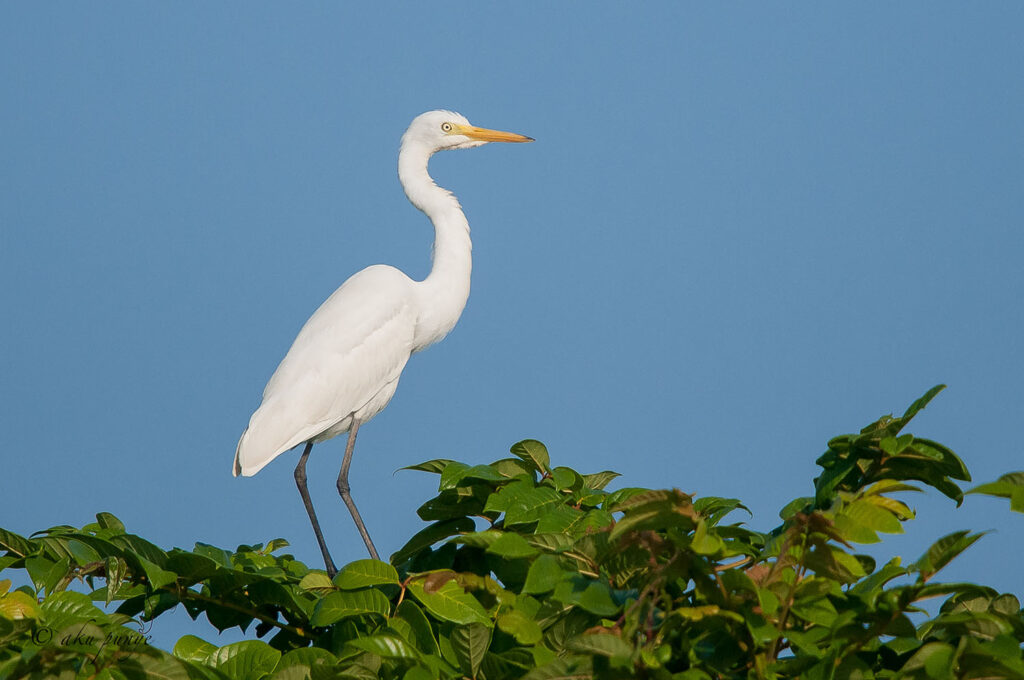 Medium Egret