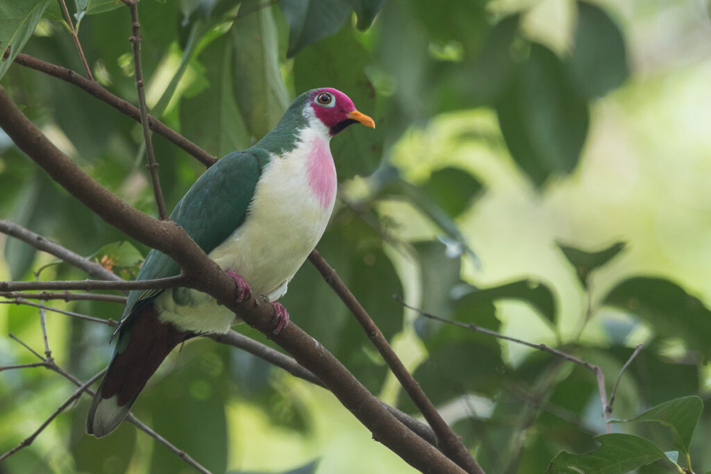 Jambu Fruit Dove