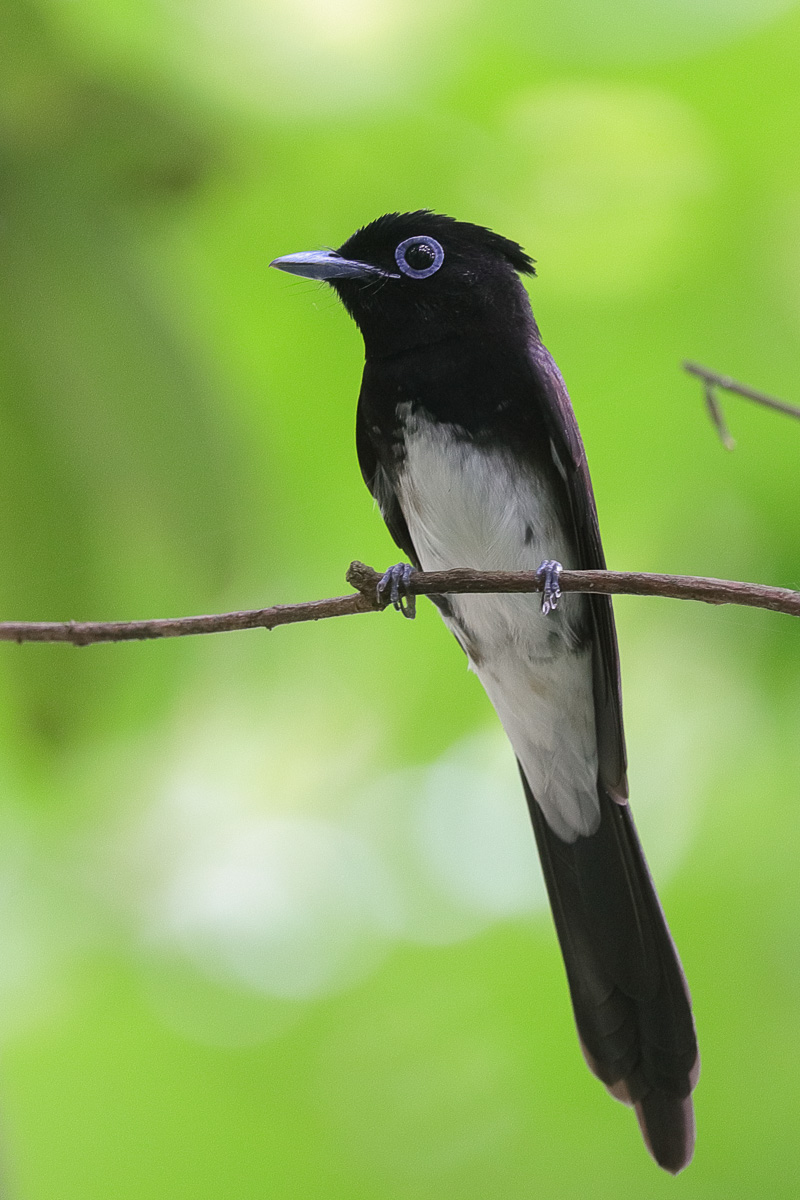 Japanese Paradise Flycatcher – Birds of Singapore