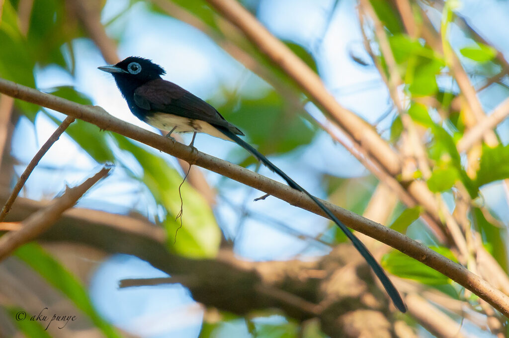 Black Paradise Flycatcher