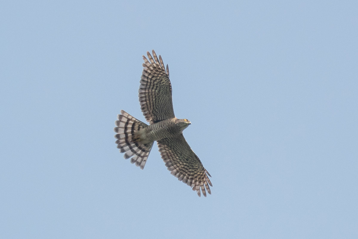 Japanese Sparrowhawk – Birds of Singapore